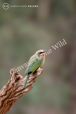 Bee-eater - Perched in perfection Bee-eater - Perched in perfection