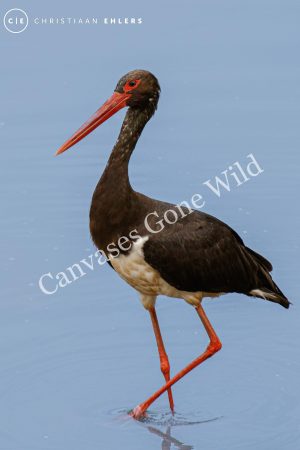 Black Stork Black Stork