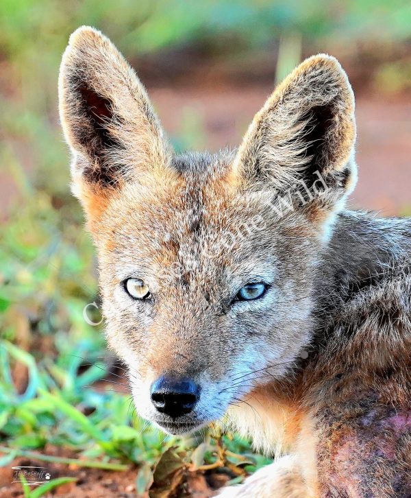 Black-backed Jackal_JP_001