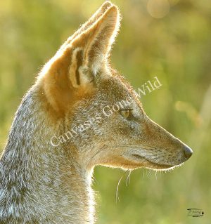 Black-backed Jackal_JP_002