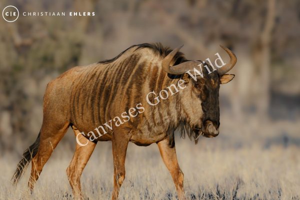Blue Wildebeest in morning sunlight