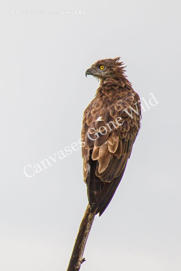 Brown Snake Eagle
