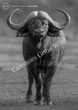 Buffalo standing ground