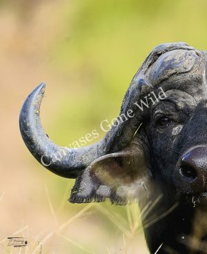 Buffalo_JP_001