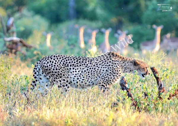 Cheetah_JP_001