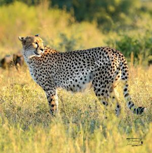 Cheetah_JP_002