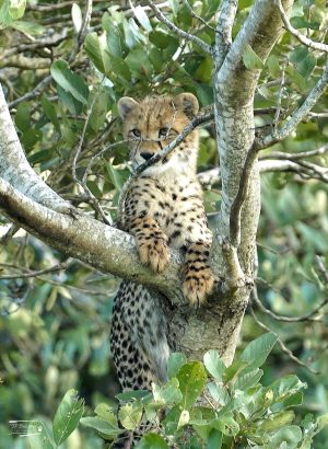 Cheetah_JP_003 Cheetah_JP_003