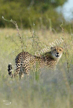 Cheetah_JP_004