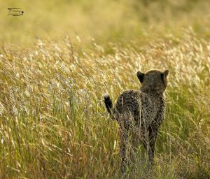 Cheetah_JP_005 Cheetah_JP_005