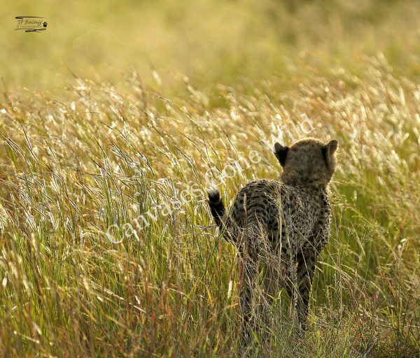 Cheetah_JP_005