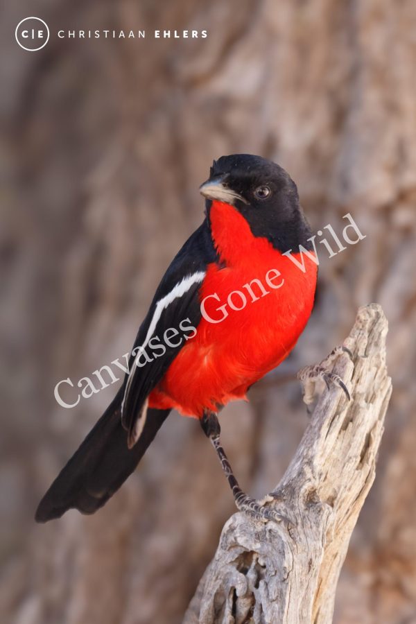 Crimson-breasted Shrike