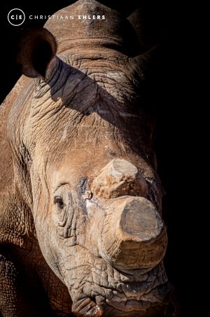 Dehorned Rhino - Strength that survives the scars