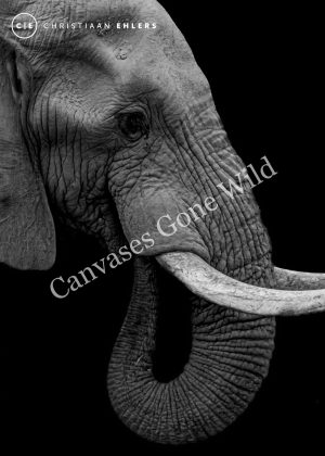 Elephant (B&W) - Wisdom written in every wrinkle Elephant (B&W) - Wisdom written in every wrinkle