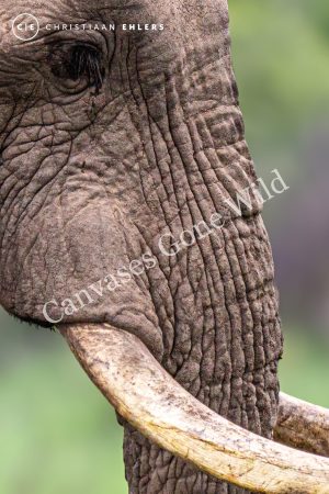 Elephant - Power. Presence. Peace Elephant - Power. Presence. Peace