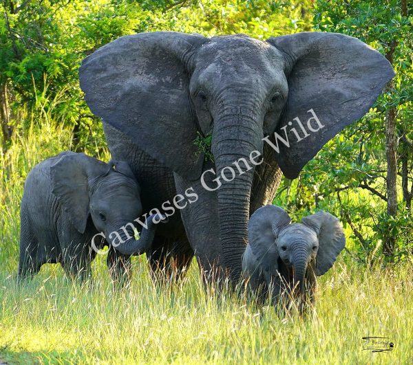Elephant_JP_001