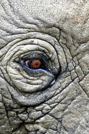 Elephant_JP_002 Elephant_JP_002