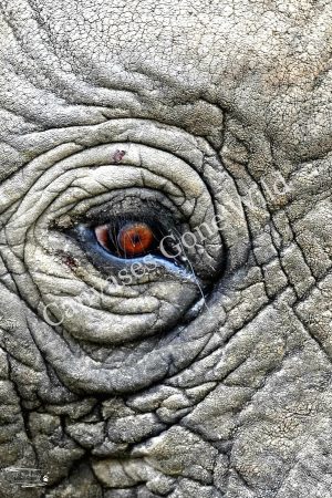 Elephant_JP_002 Elephant_JP_002
