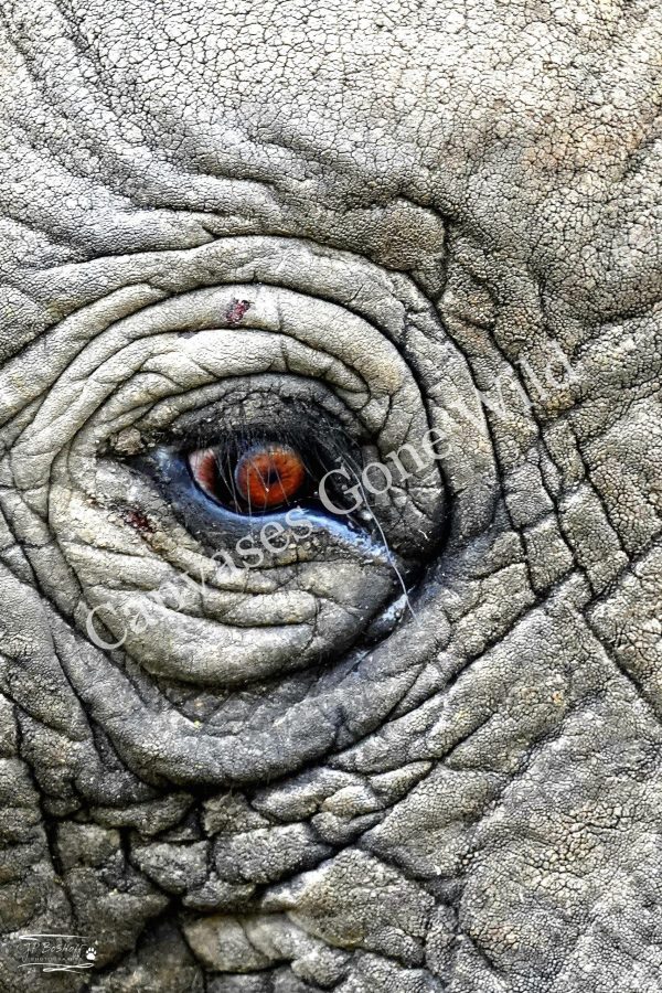 Elephant_JP_002