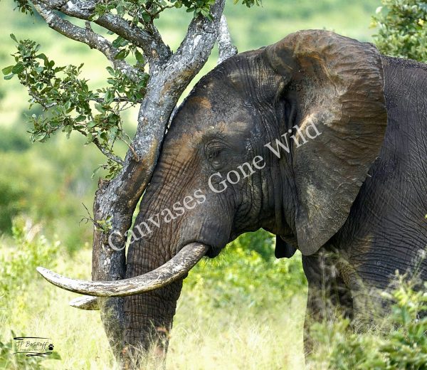 Elephant_JP_004