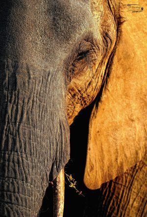 Elephant_JP_005 Elephant_JP_005