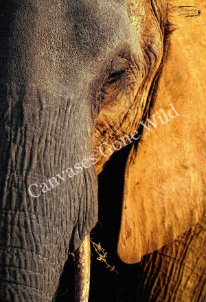 Elephant_JP_005 Elephant_JP_005