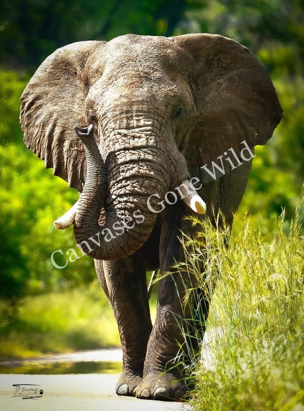 Elephant_JP_006
