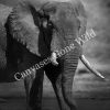 Elephant's Quiet Solace