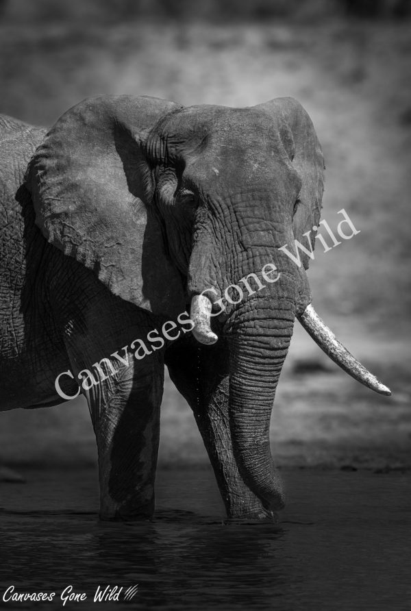 Elephant's Quiet Solace