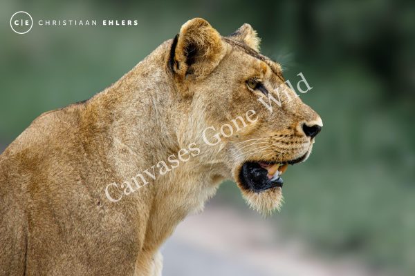 Focused Lioness