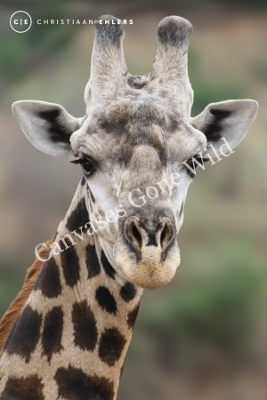 Giraffe - Grace in every glance