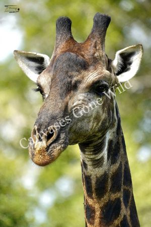 Giraffe_JP_001 Giraffe_JP_001