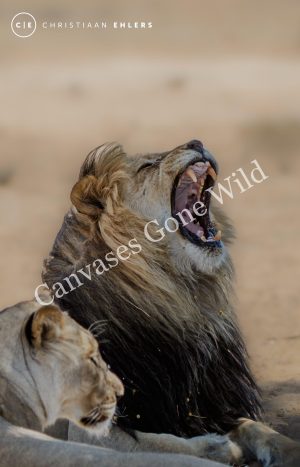 Kalahari Lion Male - Power at rest Kalahari Lion Male - Power at rest
