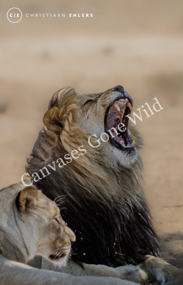 Kalahari Lion Male - Power at rest