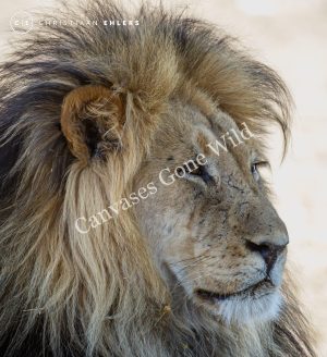 Kalahari Lion - Where strength meets serenity Kalahari Lion - Where strength meets serenity