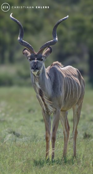 Kudu Bull Kudu Bull