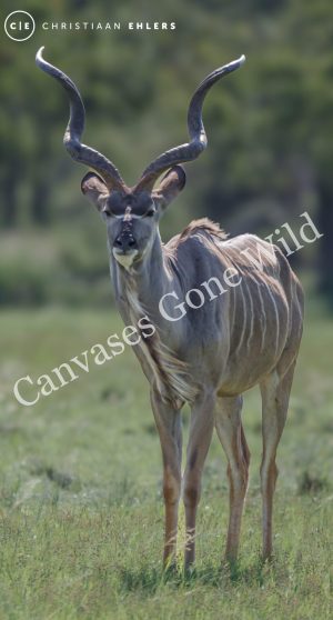 Kudu Bull Kudu Bull