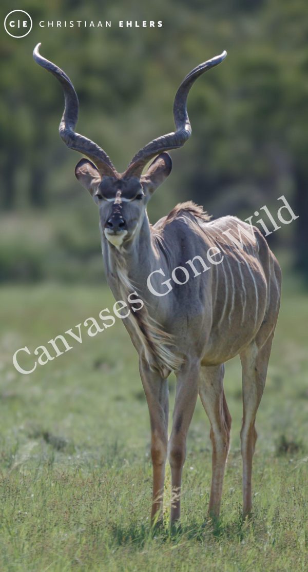 Kudu Bull