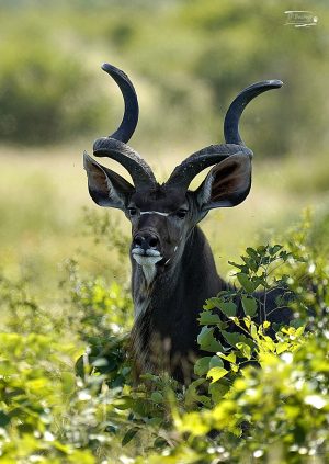 Kudu_JP_001