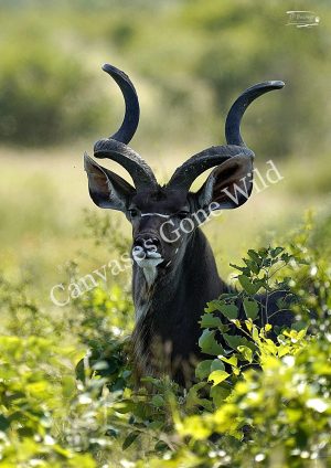 Kudu_JP_001 Kudu_JP_001