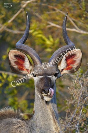 Kudu_JP_002