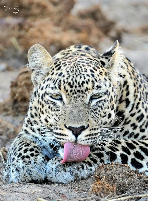 Leopard_JP_001