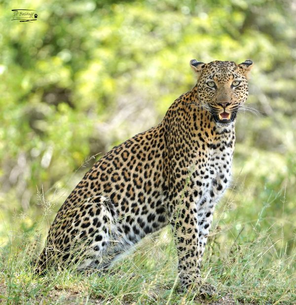 Leopard_JP_002