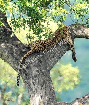 Leopard_JP_003 Leopard_JP_003
