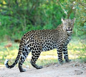 Leopard_JP_004 Leopard_JP_004