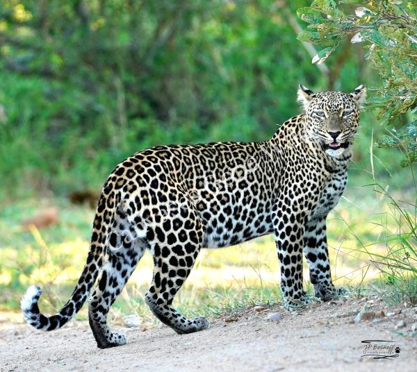 Leopard_JP_004