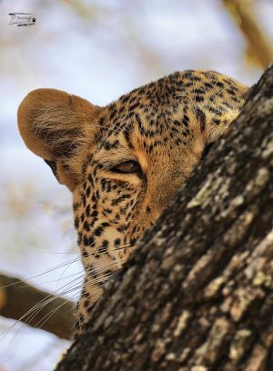 Leopard_JP_005 Leopard_JP_005