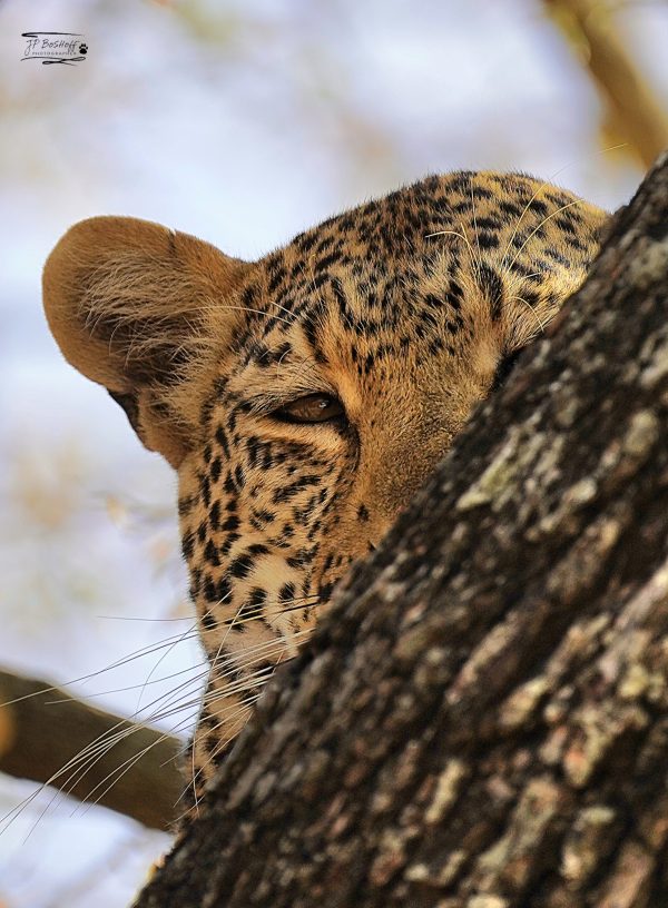Leopard_JP_005