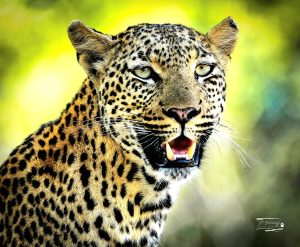 Leopard_JP_006 Leopard_JP_006