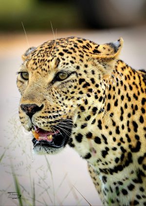 Leopard_JP_007