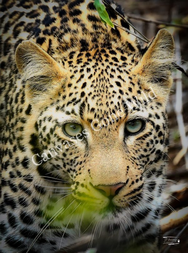 Leopard_JP_009